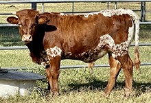 Thunder x Sage Sioux bull STEER