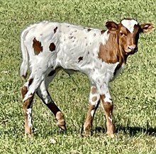Wildfire x Painted Grande heifer calf