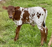 Spotted Thunder x Queen Bea bull calf