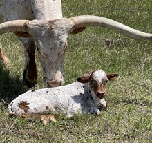 Wildfire x Bella bull calf