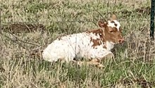 KDK Wildfire x TLS Cheetah heifer