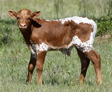Thunder x Sage Sioux bull calf