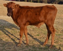 Sierra's bull calf