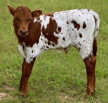 WILDFIRE x PRINCESS BULL CALF