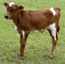 Wildfire x Bwana’s Touch bull calf 