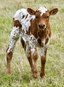 SLL JOHNNY RINGO X TLS GRAND EMBER