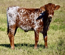 TLS PETUNIA'S MIRACLE🔥