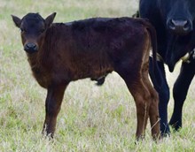 JOHNNY RINGO X TLS SNIPED EBONY