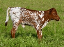 KDK WILDFIRE X PETUNIA HEIFER CALF