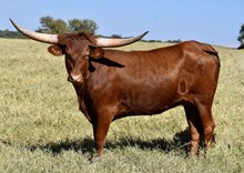 TLS WILD SCARLETT🔥