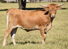 TLS RUBY RED SLIPPERS👠👠