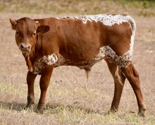 Thunder x Sage Sioux bull calf