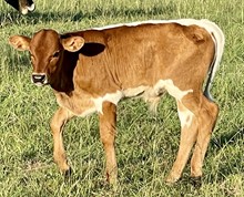 Spirit Chex x TLS Bwana’s Love bull