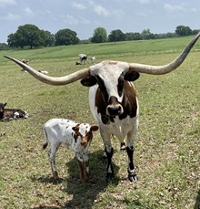 WILDFIRE X PATCHES HEIFER CALF