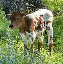 Thunder x Caroline heifer calf