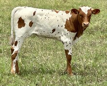 Wildfire x Painted Grande heifer calf