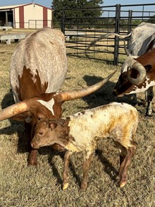 Thunder x Priscilla heifer calf