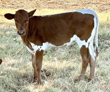 Spotted Thunder x Alexa heifer calf