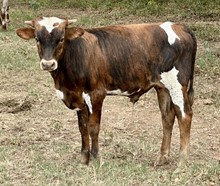 Wildfire x Bwana’s Touch bull calf 
