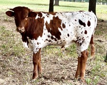 WILDFIRE x PRINCESS BULL CALF