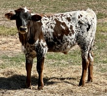 Thunder x Rose STEER