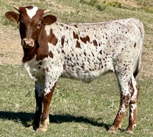 TLS THUNDER’S FRECKLES