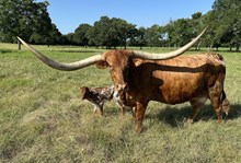 KDK WILDFIRE X PETUNIA HEIFER CALF