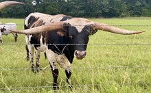 TLS SAFARI WILDFIRE 🔥