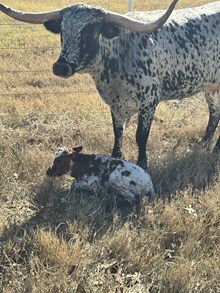 GF LAST DRAG X GF STIRLING