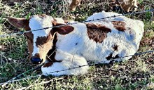 JR x Painted Sister bull calf