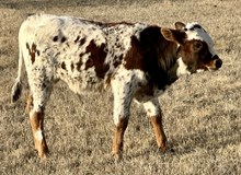 GF LAST DRAG X GF STIRLING