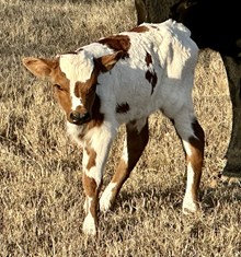JR x Painted Sister bull calf