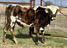 Bull calf (KDK Wildfire x Cowboy Comfort)