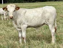 Bull calf (KDK Wildfire x Lucky Ducky)
