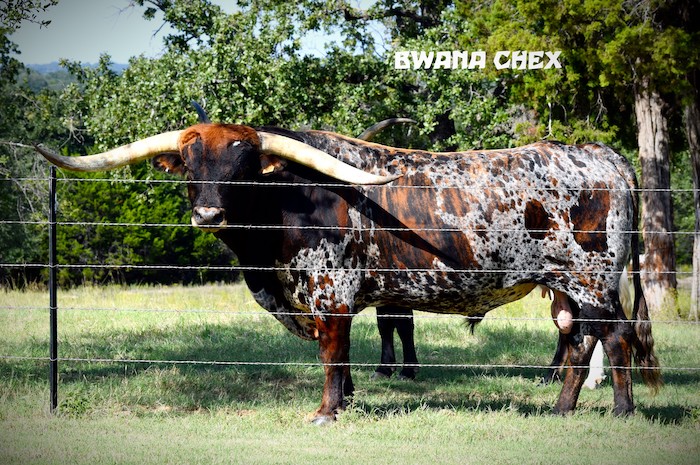 Longhorn Bull at TL Longhorn in Texas