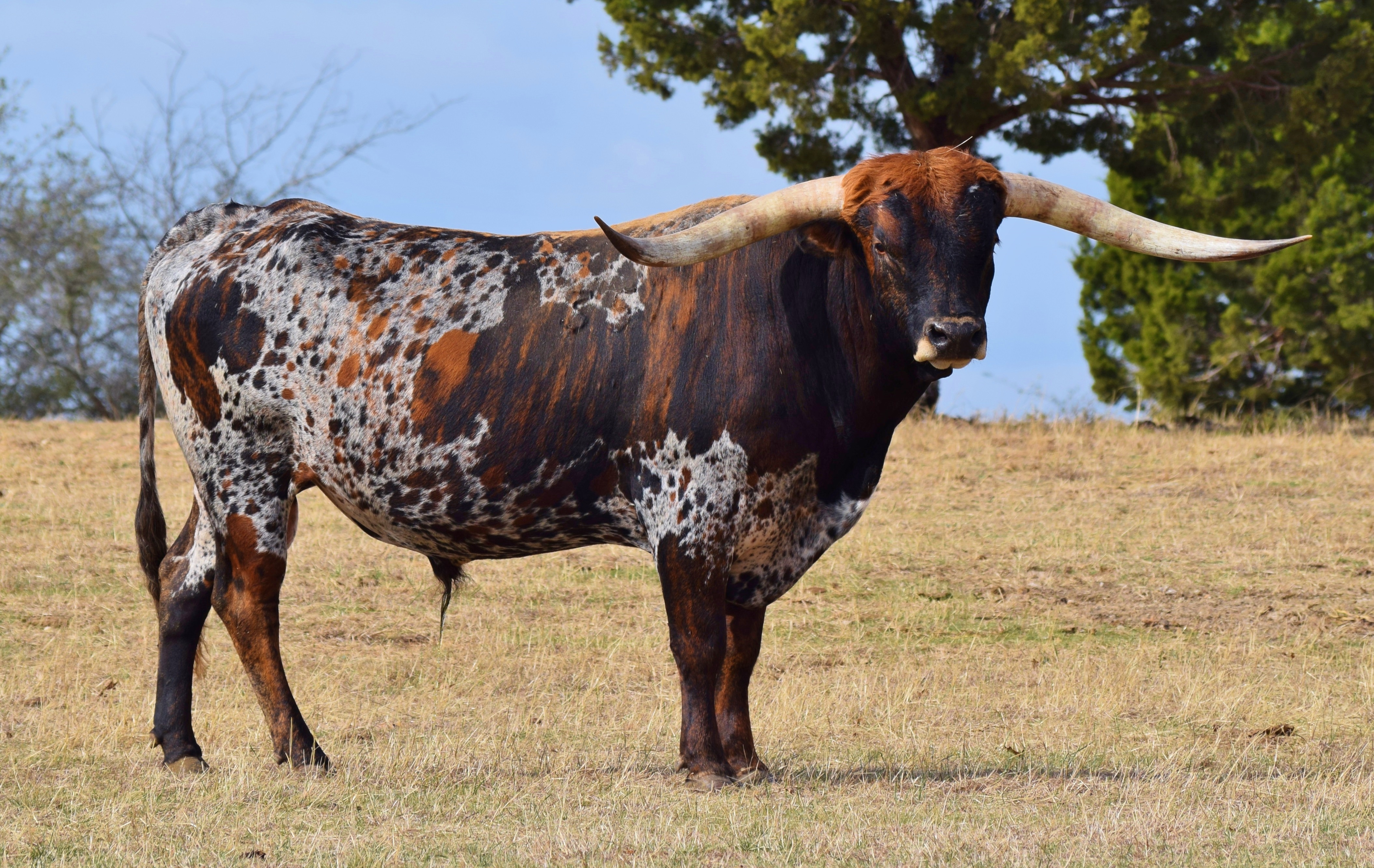 Registered Texas Longhorns at TL Longhorns in Cleburne, TX.